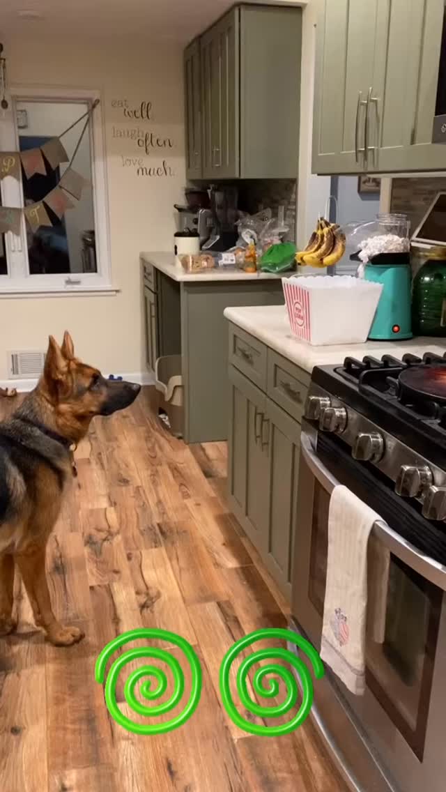 #flashbackfriday❤️ to Ada’s first experience with the popcorn machine 😂 #dogsofinstagram #gsd #popcorn #germanshepherd #gsdofinstagram #gsdlife #dogs #