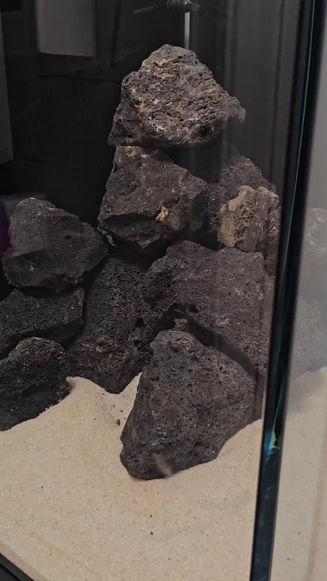 Vuoi sapere il costo? Scrivici in D. M🌊 Nuovo allestimento Malawi! 🐠
Acquario 50×50×50h, realizzato con cura dal team @ReefAquarium, @aqpet.italia 💧
Un ambiente naturale, roccioso e dinamico, ideale per ospitare i vivaci ciclidi del Lago Malawi 🇲🇼✨
📸 Scopri tutti i dettagli di questo allestimento unico e lasciati ispirare per il tuo prossimo progetto acquatico!
🌊 New Malawi Setup! 🐠
50×50×50h aquarium, carefully designed by the @ReefAquarium team for @aqpet 💧
A natural, rocky, and dynamic environment — perfect for hosting the vibrant Lake Malawi cichlids 🇲🇼✨
📸 Discover all the details of this unique setup and get inspired for your next aquatic project!
#MalawiTank #CiclidiAfricani #AfricanCichlids #Aqpet #ReefAquarium