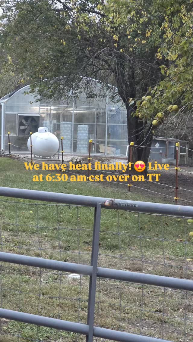 As always check out the website for some fresh picks and join us in the morning for anlive at 630 am cst!
Www.thehenandthechick.com
😍🥚🪴
#thehenandthechick #smallbusiness #smallfarm #greenhouse #plants #plantsofinstagram #tropicalplants