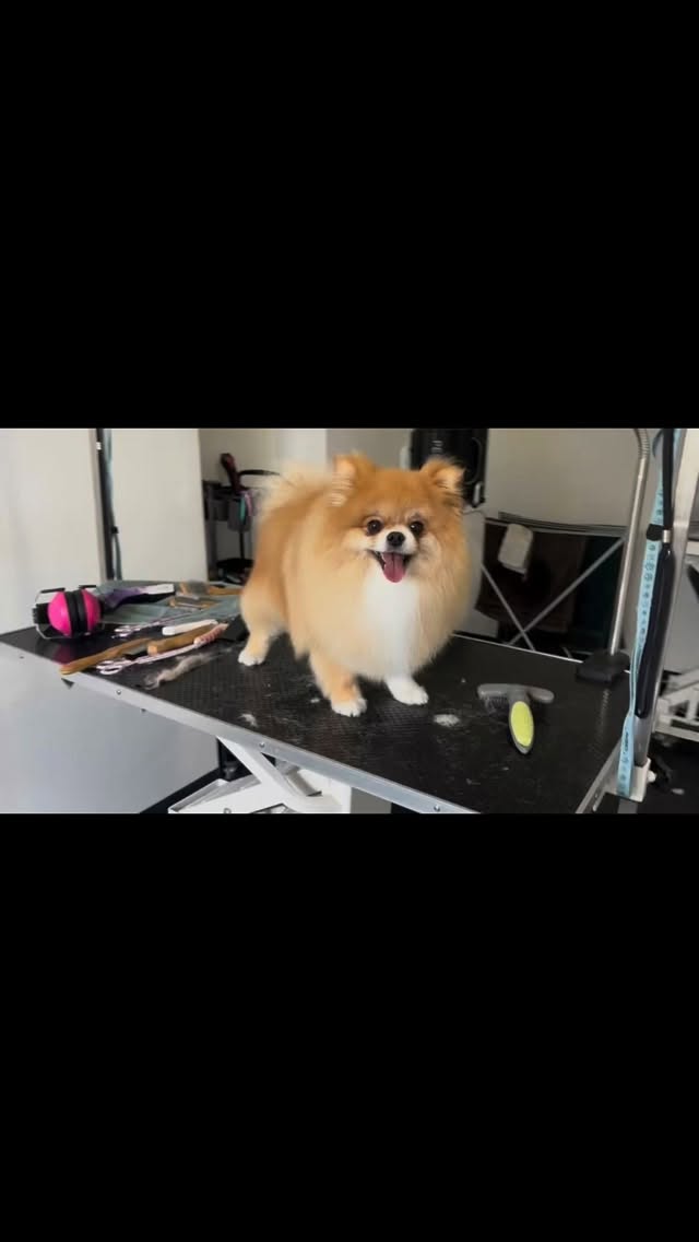 Chayan 🤩🐾 #spitz_dogs #grooming #cute