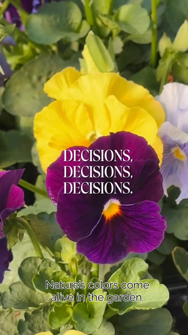 Did you know that all pansies belong to the Viola family, but not all violas are pansies? While both share similarities, there are distinctions that can influence your garden or container choices. Pansies are renowned for their large, vibrant, and striking colors, creating a bold visual impact. Conversely, violas feature smaller flowers but a more prolific bloom. All offering a diverse range of blooms. 🌼 Which will you plant? 🌼 #decisionsdecisions🤔 #homegrownplants #hgp380 #pansies #pansy #flowers #fallflowers