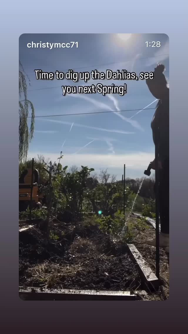 Lifting, labeling, and storing the dahlias—time to rest. See you next season!
#DahliaTubers #FallGardening #FlowerLover