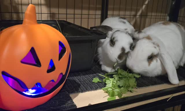 Happy Halloween 🎃, from the lovely sisterhood @thecoolbunnysittersakl