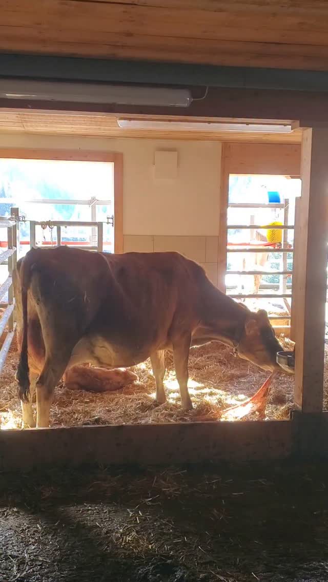 kurz nach der G E B U R T 🐂
Am liebsten kommen die Kälber zur Welt, wenn im Stall alles ruhig ist.
(Ist ja bei den Menschen nicht anders, oder?)
Das Kalb wird sofort von der Mutter getrocknet...
Danach frisst die Kuh, was noch von der Geburt übrig blieb... Dies ist in der freien Natur wichtig, um keine Feinde anzulocken. Im Stall sicher nicht mehr nötig, aber schön.
Die Natur- ein richtiges Wunderwerk 🌱💛🐂
#langwies #biohof_rofel #arosa #schanfigg #landwirtschaft #regionplessur #vombuur #bauernhofleben #geburt #kalb #kalbgeburt #nachgeburt #jersey #swissmilk