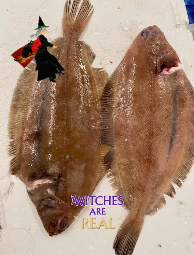 🧙 Witches are a treat, not a trick, on your menu this Halloween 🎃
Stop fiddling with pumpkins and focus on this truly spectacular, fine-flaked fish.
Witch Sole are for every day, not just 👻 Halloween!
Its delicate texture is pure magic, perfect for an elegant, non-gory feature on your spooky-season specials board.
Need a last-minute trick (or treat)? Summon our team now before this sole disappears into the abyss!
#Halloweenspooktacular #WitchFlounder #GreySole #ChefHumour #FishOfTheDay #ScaryGoodFood #UKChefs