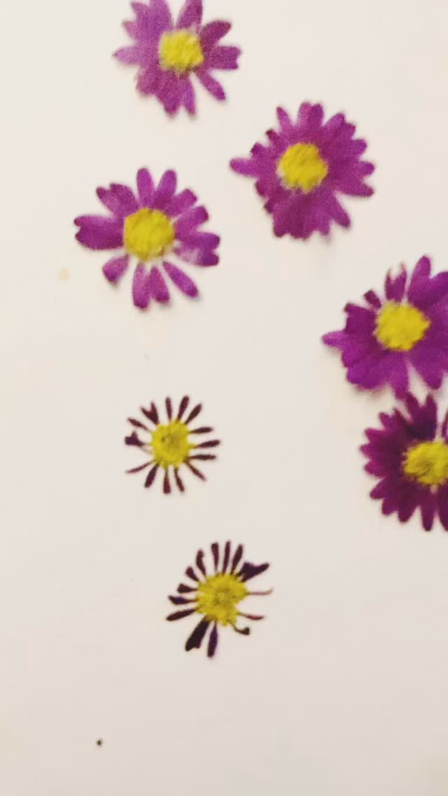 If you saw my last video, here’s the simple trick that keeps pressed daisies from shriveling 🌸
I place them on cotton pads before pressing — it absorbs moisture gently, so the petals stay full, smooth, and beautiful.
Such a tiny change, but it makes a huge difference.
Save this tip for your next flower press 🌿
#PressedFlowers #FlowerPressing #PressedFlowerTips #DaisyArt #BotanicalArt #NatureCrafts #PressedFlowerArtist #HandmadeArtist #BotanicalJewelry #ArtProcess #SlowMade #FlowerArt #brandeemaecreations