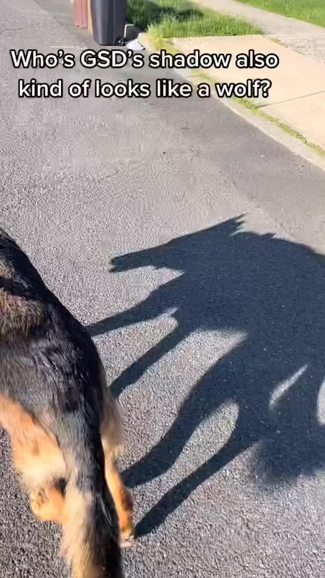 #shadow #gsd #wolf #wolfimitation #dogsofinstagram #germanshepherd #gsdofinstagram #gsdlife #gsdnation #gsdlove #dogs #dogsofinstagram