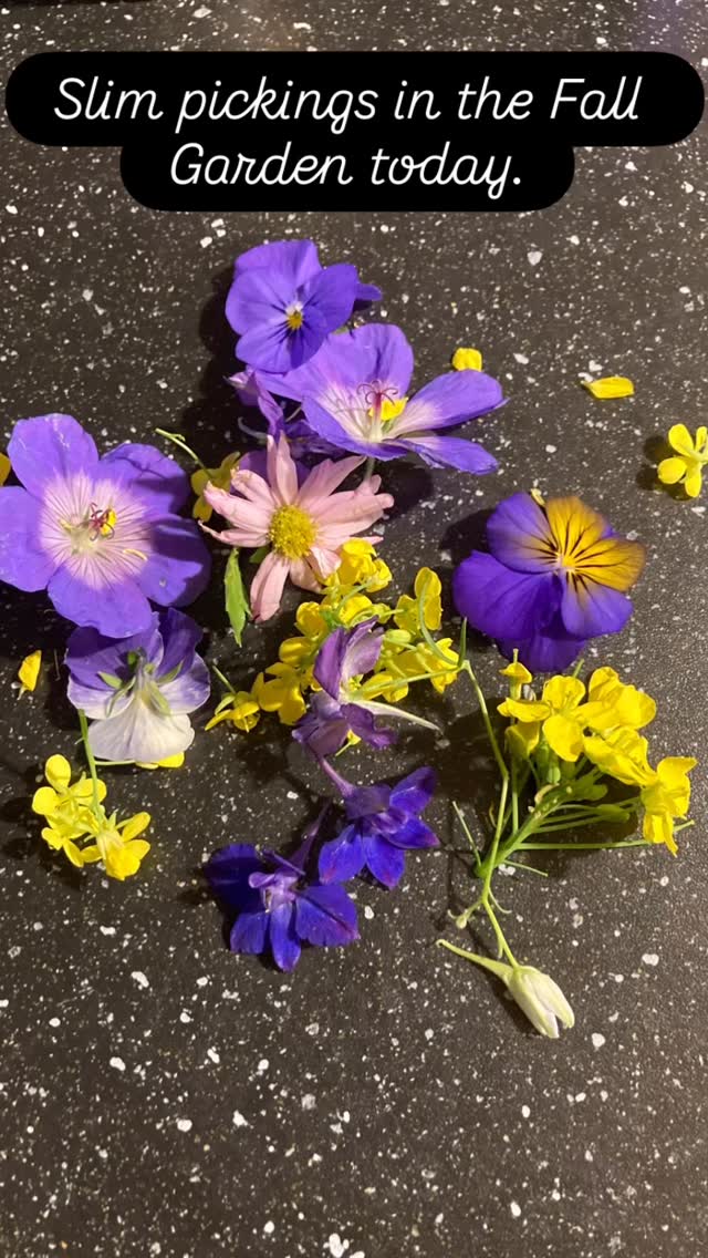 The chrysanthemums will be blooming soon and the geraniums have new buds as well. But the summer blooms are coming to an end.