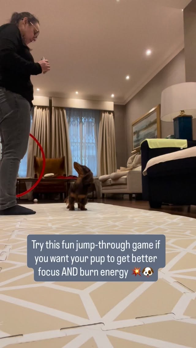 Start from a sit ➜ Get eye contact ➜ Cue the jump ➜ Celebrate like crazy! 🎉
This simple trick works wonders for coordination, confidence, and connection between you and your furry bestie 🤝✨
Pro Tip: Keep the hoop low at first and raise it slowly as your dog gets the hang of it ✅
Save this for your next training session & tag me when your pup nails it! 🐕🌟
#DogTrainingTips #DogTricks #PositiveTraining #PuppyTraining101 #DogParentsUK #LondonDogs #DogTrainerLife #FocusAndFun #TrainYourDog #DogFitness #SmartDogs