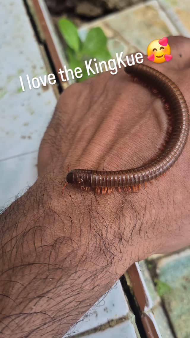 Creepy cute crawler 🥰. กิ้งกือ KingKue or Diplopoda is a cute and beautiful insect, very important for nature : eating and transforming decomposed things to humus. Friendly and useful please respect this little life and enjoy the move of the thousands legs looking like waves.