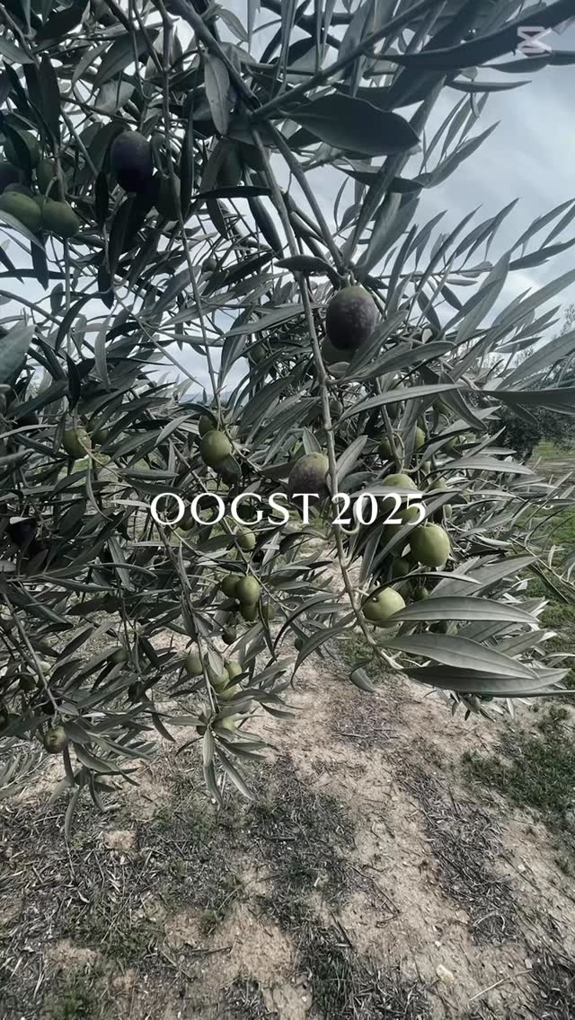 Flashbacks van de prachtige beelden en de topkwaliteit van vorig jaar. Zoveel liefde en werk, dat proef je terug in elke fles.
Maar... onze aandacht is alweer gericht op het nieuwe seizoen. De olijven van 2025 (zijn bijna klaar) worden straks de basis voor jouw nieuwe, favoriete olijfolie.
#Oogst2025Aankomst #OlijfOlie #Memories #Productie