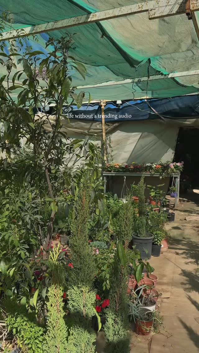 🍃🌹🌸🌺🌷🌻🌿