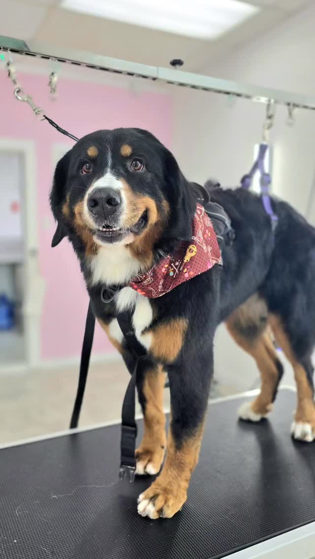 Who said that dogs can't smile, huh?🥰😍❤️ this is Jersey❤️❤️❤️
#tsawwassen #pergroomingsalon #petgroomingvancouver #ladnervillage #ladnervillagemarket #tsawwassensprings #tsawwassencommons #tsawwassenfamilyphotos #ladnerphotographer