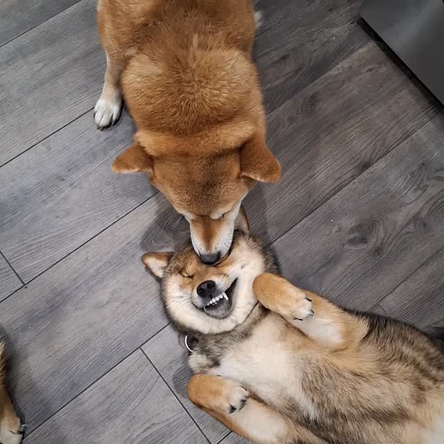 Nori is getting the spa treatment tonight! A relaxing head massage from Miko, our in-house masseuse 💆♀️