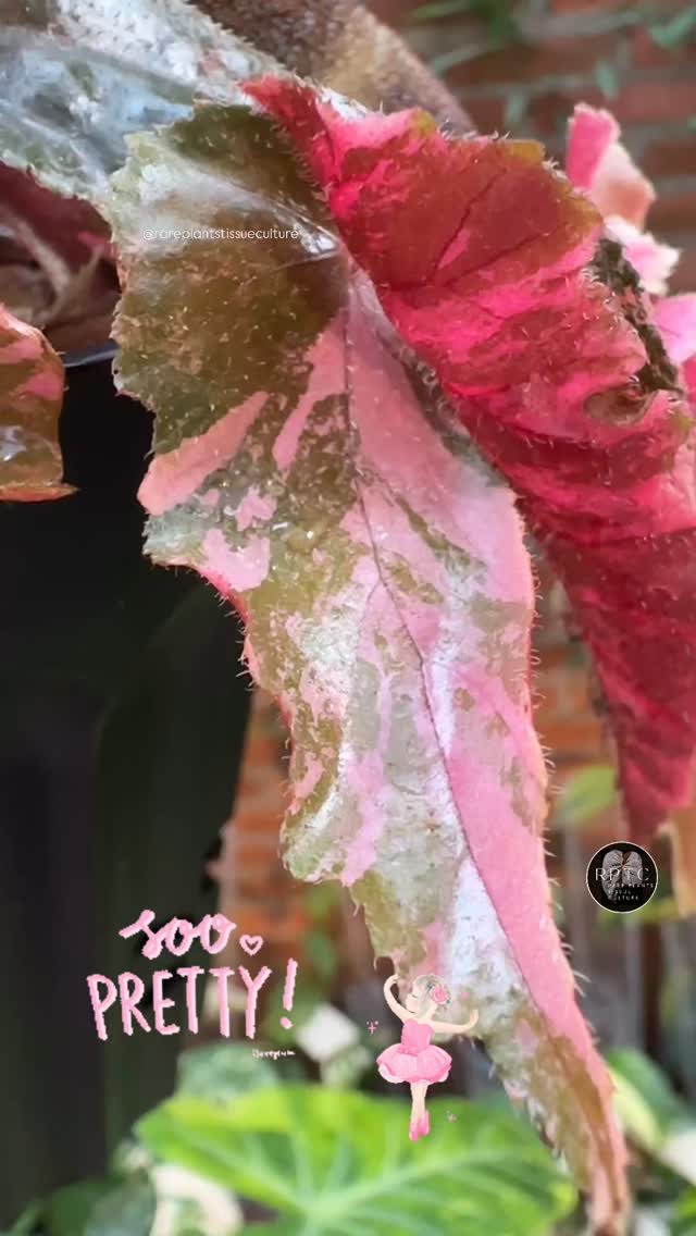 So velvety pink 💕
Unicorn plants and wholesale potted plants are now available in our shop with prices listed at our website www.rareplantstissueculture.com/wholesale-potted-plants
#begoniaginnygalaxyvariegatapink #begoniaginnygalaxyvariegated #begoniaginny #pinkbegonia #rareplantstissueculture #wholesale #pinkplants