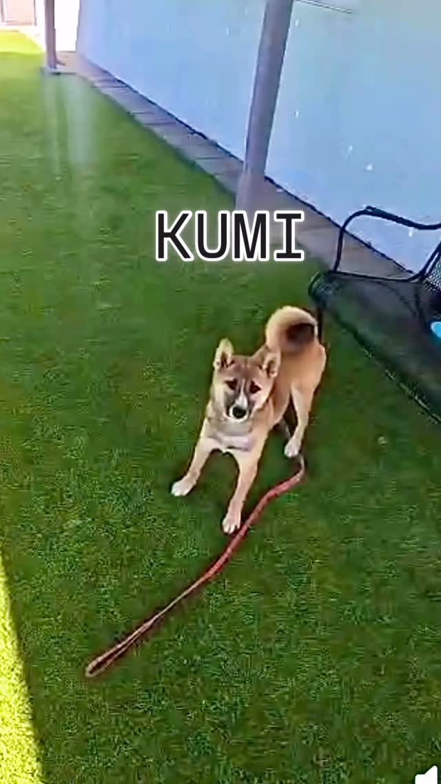 🔸 KUMI 🔸
Meet Kumi, the 6-month-old Shiba bundle of joy! This little pup loves to play, cuddle, and bring endless energy to the party! Kumi is looking for a forever home with a friend who can keep up. Interested in adopting? Contact @kissmypawsrescue for more info!
#abetterpetdogtraining #kissmypaws #dogreels #adoptme #dogsoflasvegas #mustlovedogs #adoptdontshop #fypシ #fureverhomewanted #shibasofinstagram #shibainulovers #dogsforadoption #lasvegasadoptable #vegasdogs