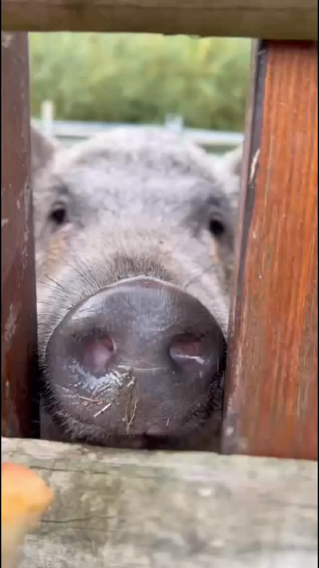 Snacksters! 🐽 #pigs #alpacas #donkey #pygmygoats #pettingfarm #northwest #chedhire #warringtonalpacas #alpacawalk #woodlandsalpacafarm #happyfatm #happyanimals