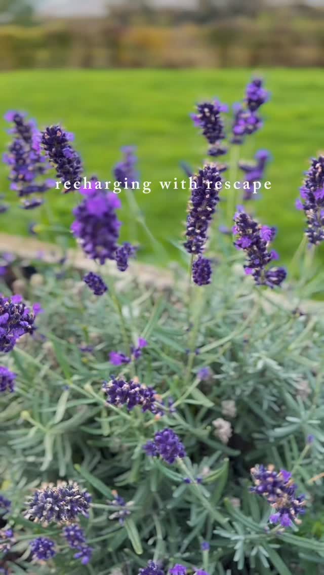 a glimpse into days spent moving, breathing, and reconnecting with the elements — our wales retreat was the recharge we all needed
#rescapes #rescapestravel #wellnesstravel #mindfulretreat #slowtravel #walesretreat #yogatravel #slowtravel