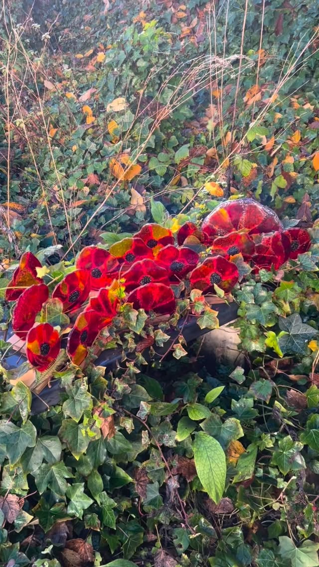 #poppies#commemoration #Royal British Legions #glassartists #contemporaryglassart #ruskinglasscentre #glassartwork #contemporaryglass #fusedglassart #stainedglass #veteransday