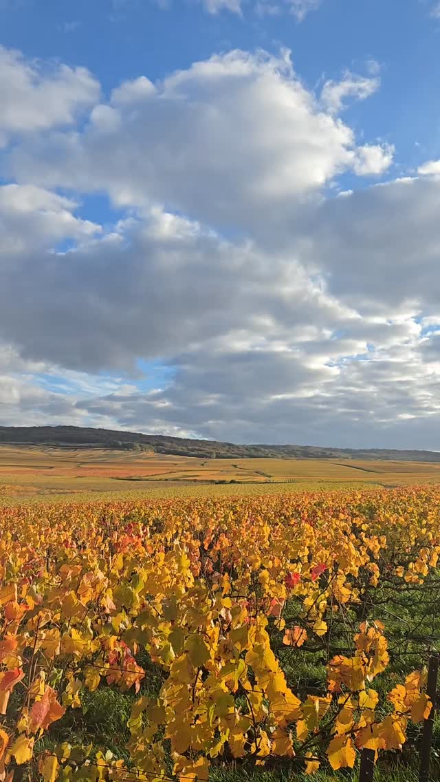 When the grape harvest is done, the true spectacle begins. Look at these vibrant fall hues taking over the Champagne countryside.
#toursinchampagne
#tourwithlocals
#besttours #winetours #champagne #champagneexperience
#champagnelover #champagnelovers
#champagneaddict #champagne
#private #privatexperience #honeymoon #champagnesecret #champagnemoments #champagneprivateexperience #luxurychampagne #finechampagne #champagneguide #champagnelife #champagnetasting #winelover #winelovers #winetasting #wineblogger #winedestination #winetravel #winetraveler
#thechampagnewineclub #champagneluxurytrip