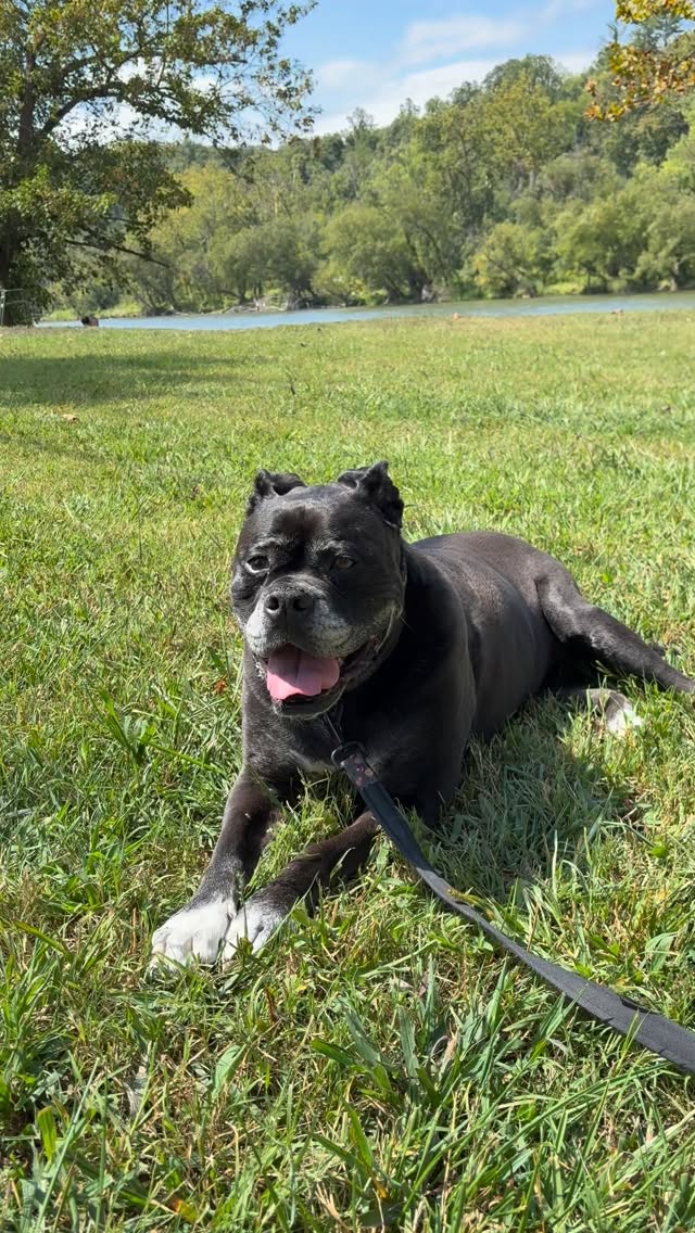 Need a kickstart that’s healthier than going for that third coffee? ☕️ ☕️☕️
Try Bellows Breath!
This powerful breath will kick you into high gear in 30 seconds flat. It’s like a shot of espresso for your nervous system! ⚡️
Here’s how to do it:
-> Sit up tall.
-> Open your mouth slightly.
-> Inhale & exhale rapidly through your mouth, using your core.
🐾Think of a panting dog, like #shebatheamericanbulldog 🐾
Do this for 10-15 breaths, then breathe normally.
Feel the buzz? 🐝 That’s your energy post reboot, sans caffeine.
This technique increases 📈oxygen flow & circulation, giving you an immediate, clean energy boost. Perfect for that 3 PM slump! 🥱
Save this for your next energy crash! ⚡️
#YoureWelcome #EnergyHack #BreathworkBoss #nocoffeeneeded #breathwork