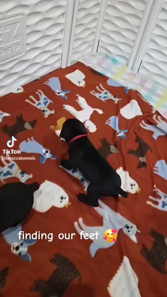 #canecorso #canecorsoofinstagram #canecorsofans #canecorsolife #canecorsolover #canecorsopuppy #canecorsoloversofinstagram #canecorsoitaliano #canecorsokennel #availablepuppies #canecorsopuppies #dogsofinstagram #rehoming #doglife #akcgrandchampion #dogoftheday #doggo #doggram #doggyeyes #cuteanimals #cutedogs #dogloversofinstagram #dogkennel #dogbreeder #akcshowdog #akcchampion #AKCshow #AKC #blessed