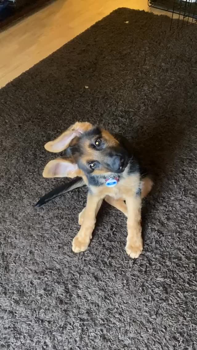 #throwbackthursday Baby Ada #dogsofinstagram #gsd #germanshepherd #gsdofinstagram #gsdlife #gsdlove #puppy #pandemicpuppy