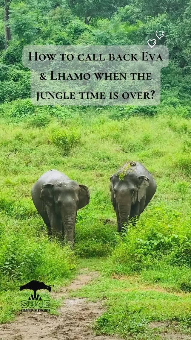 🇬🇧 When it’s time to come back from their private jungle, Eva and Lhamo are gently called by their mahouts.
Because of the strong and respectful bond between them, our elephants can enjoy freedom and make their own choices — something every elephant deserves. 🐘💚
Of course, it’s elephant time — sometimes they come in 5 minutes, sometimes in 2 hours. There’s no rush when you respect their rhythm.
When visiting elephants in Asia, always choose observation-only and hands-off facilities that truly put elephant welfare first. 🌿
🇫🇷 Quand il est temps de revenir de leur jungle privée, Eva et Lhamo sont doucement appelées par leurs cornacs.
Grâce à la relation forte et respectueuse qu’ils entretiennent, nos éléphantes peuvent profiter de leur liberté et faire leurs propres choix — ce que tout éléphant mérite. 🐘💚
Mais bien sûr, c’est le temps des éléphants — parfois elles reviennent en 5 minutes, parfois en 2 heures. Il n’y a pas d’urgence quand on respecte leur rythme.
Lorsque vous visitez des éléphants en Asie, choisissez toujours des lieux d’observation uniquement et sans contact, qui placent réellement le bien-être des éléphants avant tout. 🌿
#ConservationDesÉléphants #TourismeÉthique #SanctuaireDEléphants #LibertéDesÉléphants #StandUp4Elephants #TourismeSansContact #RespectDesÉléphants #ElephantConservation #EthicalTourism #ElephantSanctuary #ElephantFreedom #StandUp4Elephants #HandsOffTourism #RespectElephants
