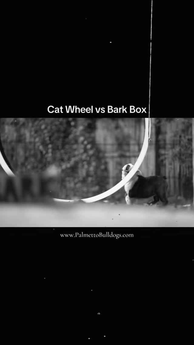 Bark Box VS Cat Wheel 😹😹😹😹 #palmettobulldogs #bulldog #catwheel #puppy #puppies #insta