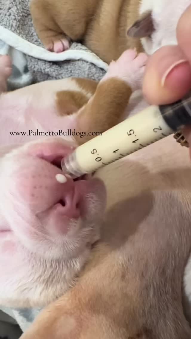 #love #puppy #bulldog #englishbulldog #inst #palmettobulldogs