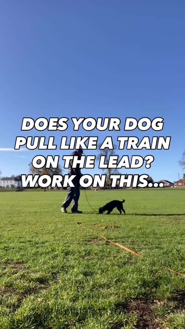 Need help training your dog?
Pop us a dm to have a chat
#chalfontstpeter #chalfontstgiles #gerrardscross #dogwalking #dogwalker🚶🏻♂️🦮💨 #seergreen #beaconsfield #dogtrainer #dogtraining