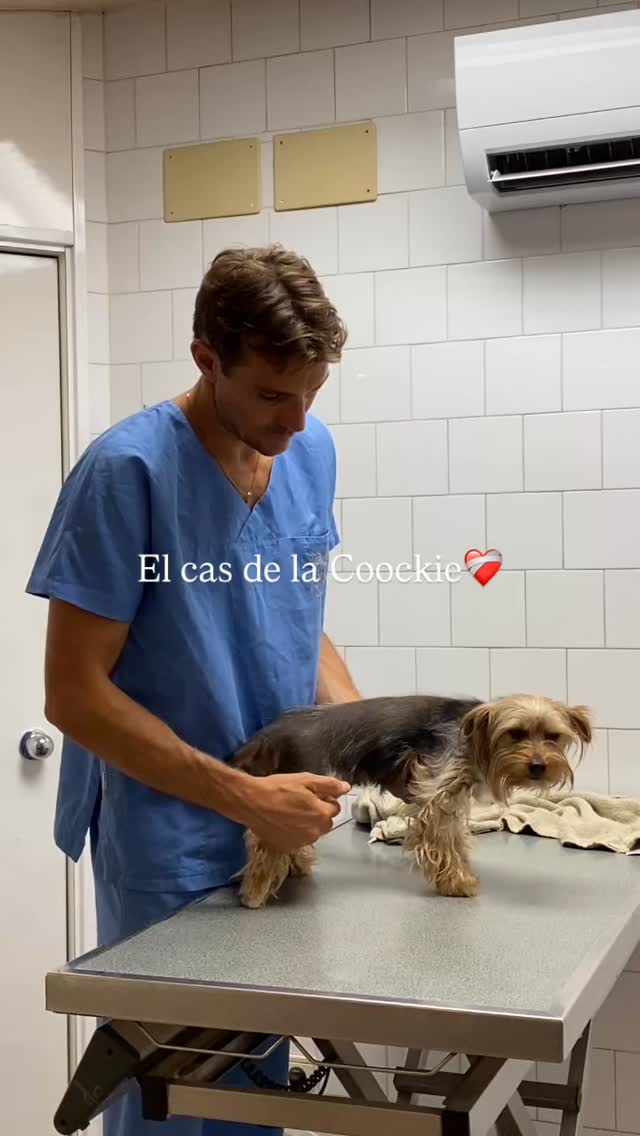 🚫 Diguem prou al maltracte animal 🚫
La Coockie va arribar a la clínica després d’haver patit una agressió greu que li va provocar múltiples fractures a la pelvis 🩻🐾. Tot i la gravetat de les lesions, per sort no tenia danys interns 🙏. Es va intervenir quirúrgicament, col·locant dues plaques a cada ilion i una sutura transilíaca per estabilitzar tots els fragments 🦴.
Els primers dies van ser difícils: no podia caminar ni fer les seves necessitats, i estava molt dèbil 😞. Però amb temps, cures i paciència, la seva recuperació ha anat avançant 💪💚.
Tres mesos després, la Coockie torna a caminar, a menjar amb ganes i a mostrar aquell caràcter alegre que la fa tan especial 🐶💛. Encara li queda camí per fer, però ha superat el més complicat 🌿.
#StopMaltracteAnimal #RespecteAnimal #RecuperacióVeterinària #ForçaCoockie #HistòriesQueCuren #Veterinària #AnimalsFelicos #ProtegimElsAnimals #CuidaElsAnimals #AmorAnimal 🐕✨💛
