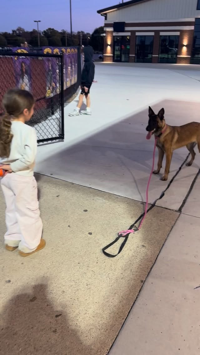 Anytime I face criticism from a layperson or another trainer for my methods, I always ask them: what is the fruit on your tree? Where are your results? What are you trying to accomplish? Are your dogs having fun? Are they happy? Are they living their best life? Do they have more freedom than you ever expected?
Stop trolling and start living.
#fetch #malinois #freedom