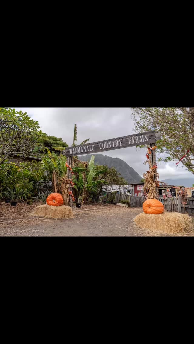 Fall in Hawaii might look a bit different but it’s still got a special charm. A recent field trip to Waimanalo Country Farms is a yearly favorite for our family. From strolling through the beautiful sunflower fields to picking the perfect pumpkin & let’s not forget the scrumptious seasonal treats & their amazing lemonade! Follow along for more places to go. #familytravel #travel #AutumninHawaii #WaimanaloCountryFarms #travelinspiration #sunflowerfields #pumpkinpatch #freshlemonade