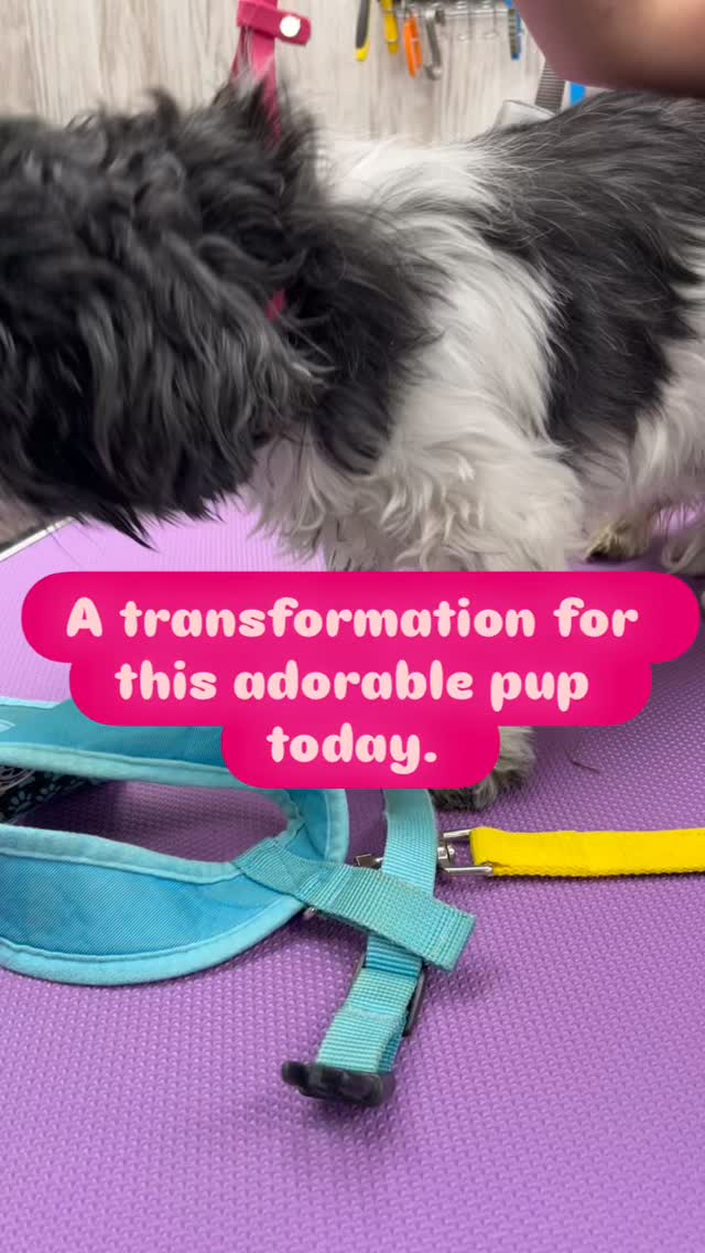 10% Off a Full Groom @ Scruffy Dogs Until end of November 2025
Call 02922 802554
Or book at scruffydogs.net
47c Cardiff Road, just off Llandaff High Street
#cardiff #cardiffdogs #dogsofcardiff #scruffydogs #PuppygroomCardiff #puppiesofcardiff #dogsofpontcanna #pontcanna #doggroomingcardiff #dogsofllandaff #dognailclippingcardiff #dogsofllandaffnorth #dogsofllandaff #llandaff #llandaffnorth #whitchurch#dogsofwhitchurch #dogsofrhiwbina #dogwalkingcardiff #cardiffwales #cardiffdog #southwalesdogs #dogharnesscardiff #dogdryrobecardiff #dogjumpercardiff