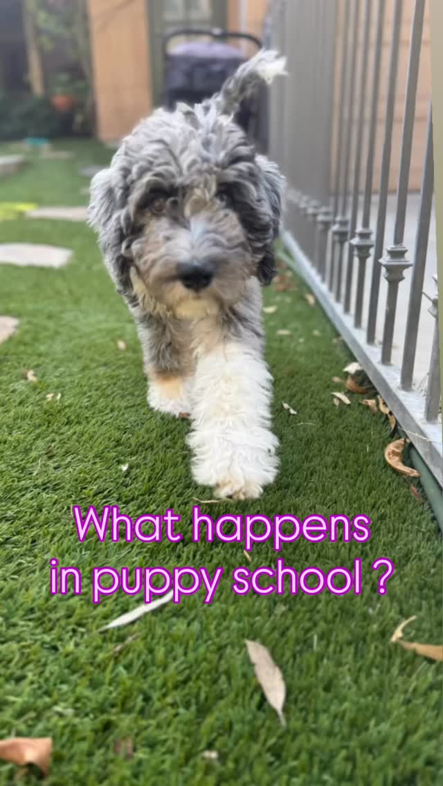 Puppyhood is a critical window. Our #puppyboardandtrain program is designed for more than just house training and obedience. We build emotional resilience and confidence from the start. We use experienced mentor dogs to help teach social manners. Your puppy learns how to greet, play, and respect boundaries from the best role models. We also take your puppy on safe, structured outings using a stroller for security to explore new sights, sounds, and people without being overwhelmed. All of this is paired with 3 focused training sessions every day to nail their obedience skills. We include dedicated calming chew sessions with teaches your puppy how to self-soothe. Credit to the sweetest Sophie, 10 wks old Bernedoodle from @belovedbernedoodles âĄď¸ Dm us âpuppyhoodâ to find out more about our puppy school programs. #puppysocialization #bernedoodlepuppy