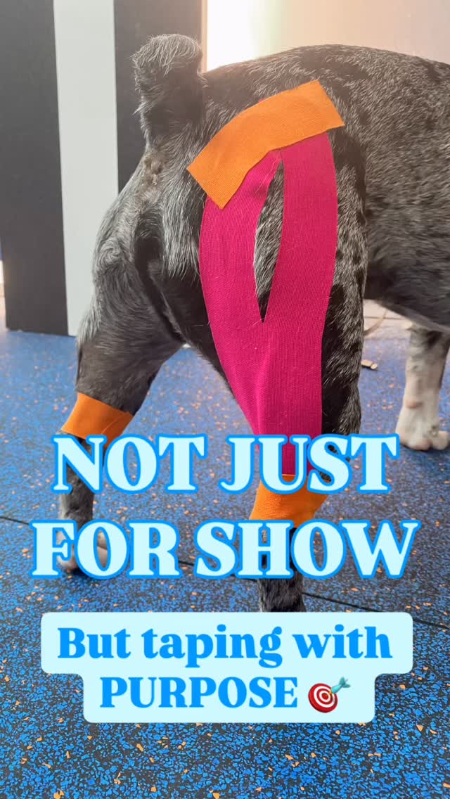These aren’t fashion accessories.
We use tape a lot in human rehab — and it works just as well (if not better) in dogs.
Tape can help with pain relief, swelling management, and guiding or restricting movement — depending on how it’s applied.
The difference?
🧍 Humans can adjust their movement when we cue them verbally.
🐶 Dogs can’t — so tape helps facilitate the movement we want to create.
It’s a sensory cue, not a fix — always part of structured rehab.
#dogphysio #caninerehab #movementmatters #kinesiotape #dogrehab #caninerehabilitation #tapingfordogs #physiotherapy #animalrehab #caninerehab