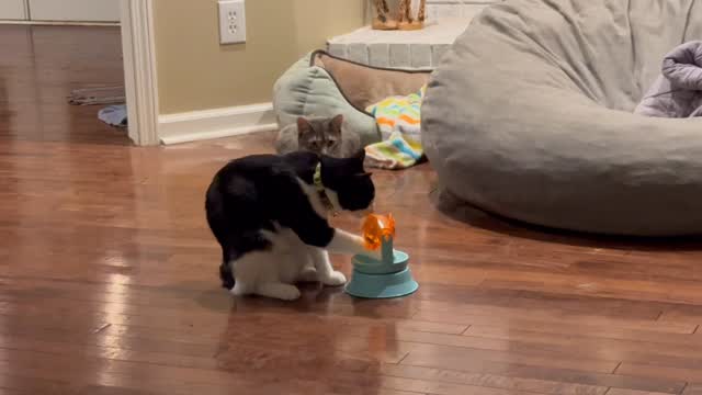 Hi folks, Rhiannon here with another Enrichment at Home with Rhiannon! Let’s talk about the element of challenge in enrichment. There is a sweet spot to enrichment where you want the device to prompt cognitive thinking and problem solving, but not be so difficult that the animal disengages and “gives up.” This is a moving target as often animals will get better and better at solving puzzles and you may need to add challenge to keep them engaged. In this video you can see one of my cats trying to get the hang of a new puzzle, while sister cat observes his strategy.