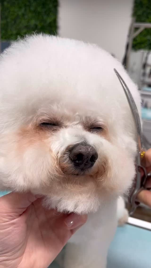 Little Ollie just couldn’t resist a mid-groom nap 💤 🐾