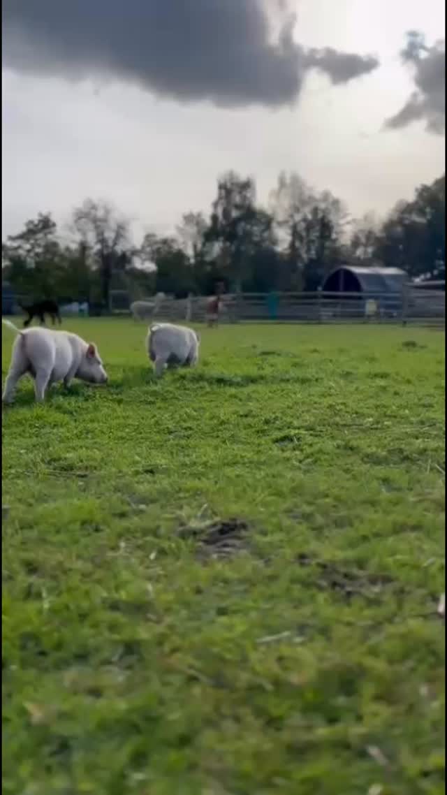 🩷Opal and Sapphire🩷
powered by snacks, sass, and short bursts of cardio💕. #piggy #happypigs #pettingfarm #alpacafarm #fyp #cheshirefarm #warringtonfarm #alpacafarm #northwest #woodlandsalpacafarm