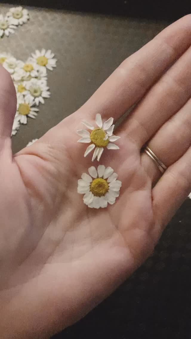 Ever wonder why some pressed daisies turn out flat and beautiful while others end up wrinkled and shriveled looking?
I pressed these two batches the same day — same flowers, same press — but the results couldn’t be more different.
Any guesses why? 🌸
I’ll share what made the difference in my next video.
#PressedFlowers #FlowerPressing #DaisyArt #BotanicalArt #CraftingTips #NatureArt #PressedFlowerArtist #HandmadeArtist #ArtProcess #SlowMade #FromGardenToArt #BotanicalJewelry #brandeemaecreations