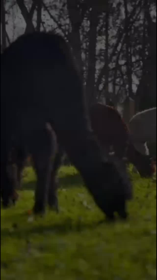 Alpaca chat 🥰 #alpacas #happyalpacas #northwestalpaca #pettingfarm #alpacainfo #cheshirefarm #warringtonalpacas #alpacawalk #woodlandsalpacafarm