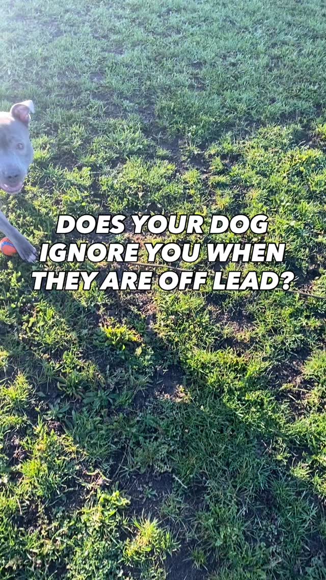 But why
Why should they listen to you
Have you laid the foundations for that relationship
This is why I always start a walk with some play
Because then
“Oh wait are they calling my name, oh yes! Maybe they are going to play with me again”
Play builds focus, a bond and engagement with you
A little play at the beginning is also a good way to burn off all the built up excitement at the beginning of a walk then your dog will be calmer for you
Need help training your dog?
Pop us a dm and let’s chat
#chalfontstpeter #chalfontstgiles #gerrardscross #dogwalking #dogwalker🚶🏻♂️🦮💨 #seergreen #beaconsfield #dogtrainer #dogtraining