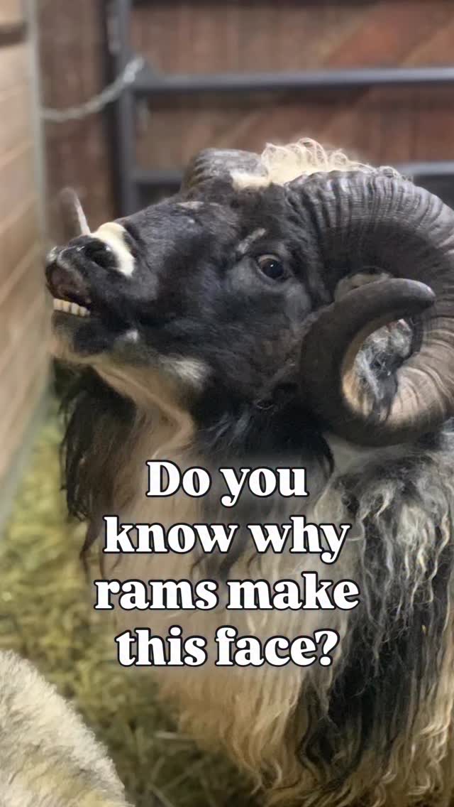 This time of year even the most beautiful, easy going rams like Dragonfly morph into bizarre expressions & masculine postures.
This is called the: flehmen response.
It may appear to be a grimace, or a way to intimidate opponents, but truthfully it’s part information gathering, part courtship. You will see rams varying from the Big Horns in the Rocky Mountains to the Babydolls in Ohio curling the upper lip, with that ghastly open mouth and raised head, because it is used to “smell” pheromones. Instead of asking, ‘are you in the mood?’ the ram is reading these age old chemical signals that help determine if a ewe is in estrus.
Technically what is happening, is that the ram is drawing scents, from either urine or the genitals, into the vomeronasal organ, located in the roof of the mouth, for more detailed analysis. From this, if he’s a gentleman, which many of them can be, he’ll make the decision if it’s worth expending the energy to pursue, or mount her.
If the pheromones are lacking, he’ll bide his time & wait for her to cycle. Often when this occurs, the ewe will begin to wag her tail, making pheromones even easier to sense.
The flehmen response, whether in rams, bull elk, deer or goat bucks, is an important part of the mating process by priming the ram for the season & letting him expend his energy where it will be most effective. You will see ram lambs mimicking the older rams, but often times they will be so excited that whether the proper pheromones are present or not, they are always on ‘all systems go’. It’s why a ram lamb may not also be as effective with a large breeding group. He hasn’t learned to pace himself….
The Flehmen response plays a big role in a ram being successful in a large flock. It’s interesting how every ram has a different breeding style. Some are bullies, some are always panting & insatiable, while others are subtle & you’ll never actually see them breed. I prefer a ram like Dragonfly, who is always on alert, but tests for mutual interest.
#rams #ram #animalbehavior #homesteadliving #flockofsheep #sheep #shepherdess #breedingseason #rambehavior #wool #homestead #homesteadlife