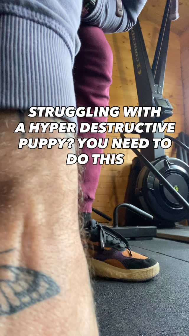 This is a sped up 18 minute video
So you need to put some time and effort into it
Constantly going back if they are chewing something etc
They need to know the expectation is to switch off
A puppy that never gets time to switch off only becomes more hyper and more naughty
They need stimulation,exercise and training but they need rest and time to switch off just as much
Practicing this will also help when you wan them to settle down in public
They need to get used to doing nothing while you are doing things around them
This can also be used when you want to settle down in the evening to teach them to chill as well
Need help training your dog?
Pop us a dm for a chat
#chalfontstpeter #chalfontstgiles #gerrardscross #dogwalking #dogwalker🚶🏻♂️🦮💨 #seergreen #dogtrainer #dogtraining