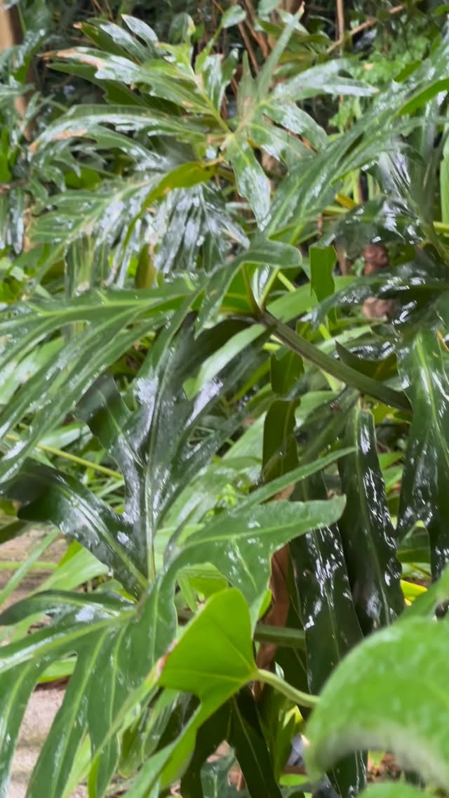 Entre aromas e folhagens, o Natal floresce em tons de verde e memória.
A Granado transformou a Amazônia em poesia — fragrâncias que respiram a floresta, cores que lembram o orvalho, e um convite a sentir o Brasil em sua essência mais viva.
Leia a matéria completa no link da bio.
#NatalAmazônico #Granado #BelezaNatural #DanielleMoreira