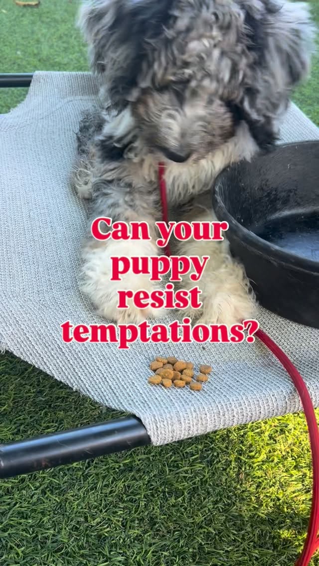 Puppies don’t come pre-programmed with self-control but they can learn it
From ignoring food to staying calm around distractions, impulse control is key to a happy, well-behaved dog.
Ready to help your puppy make better choices?
📩 DM to book a personalized coaching session- link in bio #puppytraining #dogbehavior #dogimpulsecontrol #bernedoodlesoflosangeles