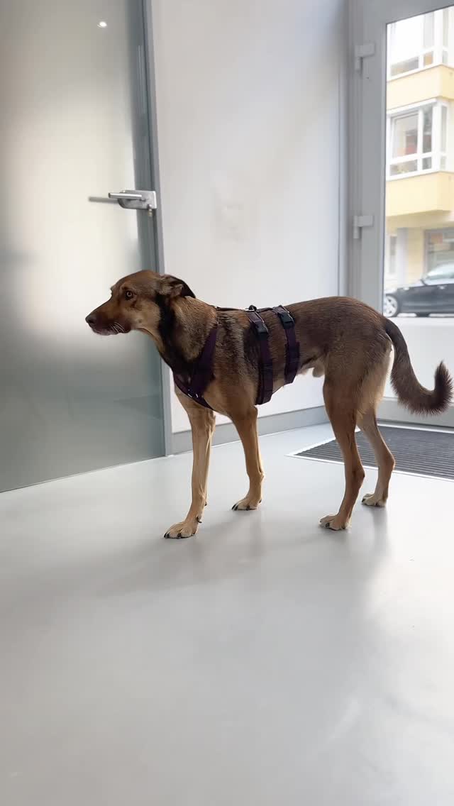 Ihr wolltet mal sehen, wie eine Narkose beim Hund normalerweise abläuft?! #vet #anesthesiology #vetanesthesia