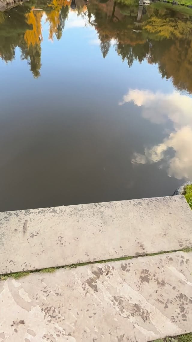 Seattle still looks like a dream this November 🍁
Here are my favorite spots to catch the last fall colors:
🌸 Japanese Garden
🌿 Washington Park Arboretum
🌊 Green Lake
🌇 Volunteer Park
🌲 Discovery Park
Which one is your favorite? ✨
#seattle #seattlelife #seattlefall