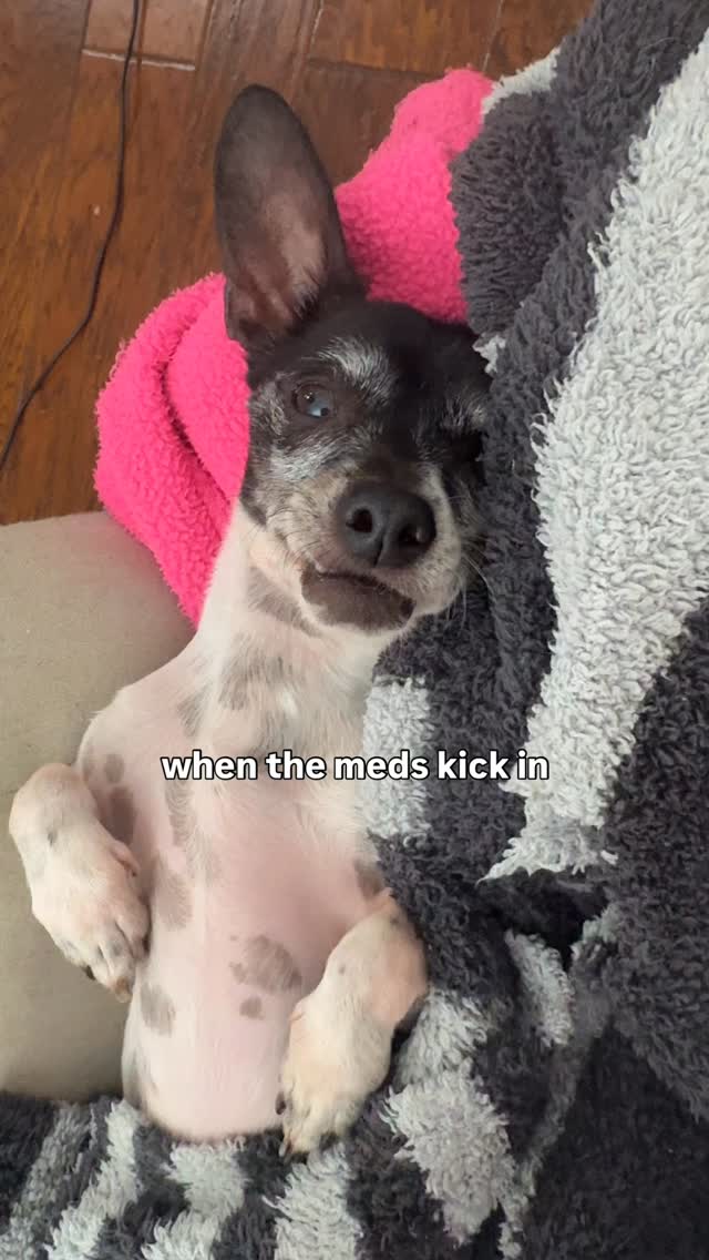 when the vet gives you those funny pills 😴 #rescuedogs Join us at DOGAROOO — the Ultimate Dog Convention! 🐾🐕🐩
Mark your calendars 🗓️ March 6–7, 2027 at the @pasadena_conventioncenter in Pasadena, CA! This is the can’t-miss event for dog lovers everywhere. 🐶✨
Here’s what you & your pup can look forward to:
✨ Vendors & Sponsors with treats, toys, food & must-have products
🎓 Meet & learn from some of the world’s top dog trainers
🏡 On-site adoption area in partnership with local shelters ❤️
👑 Dog costume contest + “Best in Show” competition
🌳 Dog park, pet games, dog art, fashion and fun for the whole family
Our mission at Dogarooo Convention is simple: create the ultimate experience for dog owners while helping pups across California find their forever homes. 🐾
🐕💼 Interested in sponsoring or booking a booth? Email us through the link in our bio today!
📍 Pasadena Convention Center
📅 March 6–7, 2027
#Dogarooo #DogConvention #pasadenadogs #DogParents #DogsOfInstagram #amazonpets #amazondogs #convention #conventions #rescuedogsofinstagram #dogevent #dogreels #doginfluencer #doginfluencers #doginfluencersofinstagram #dogtoysofinstagram #petexpo #funnydogvideos #dogtraining #dogtrainers #funnydog #losangelesdogs #cutedog #doginfluencersofinstagram #funnydogreels #funnydog #funnydog #dogmeme #dogs #funnydogmemes #chihuahuas